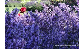 Gartenbaumschule Becker