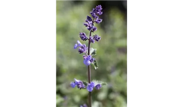 Gartenbaumschule Becker