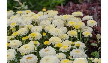 Gartenbaumschule Becker