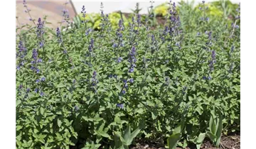 Gartenbaumschule Becker