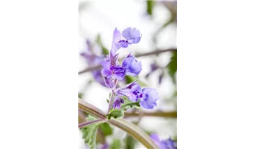 Gartenbaumschule Becker