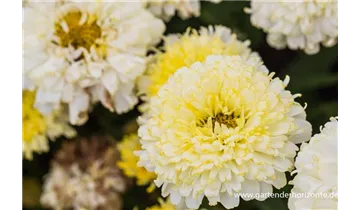 Gartenbaumschule Becker