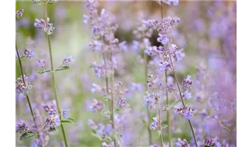 Gartenbaumschule Becker