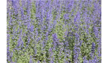 Gartenbaumschule Becker