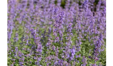 Gartenbaumschule Becker