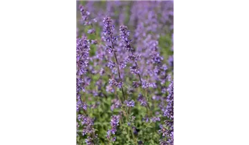 Gartenbaumschule Becker