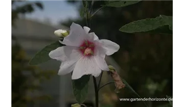 Gartenbaumschule Becker