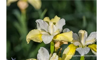 Gartenbaumschule Becker