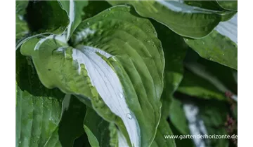 Gartenbaumschule Becker