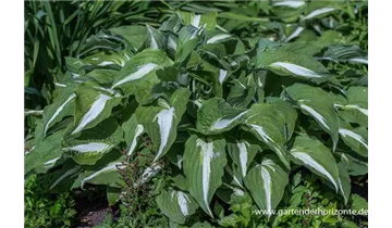 Gartenbaumschule Becker