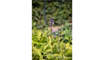 Gartenbaumschule Becker