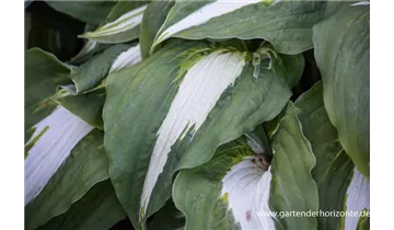 Gartenbaumschule Becker