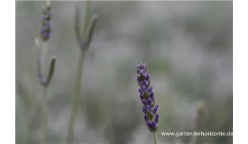 Gartenbaumschule Becker