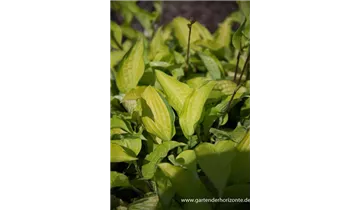 Gartenbaumschule Becker