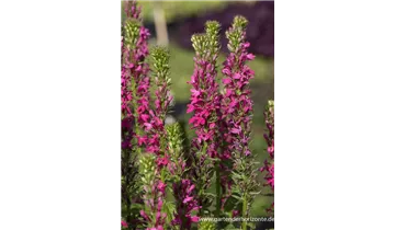 Gartenbaumschule Becker