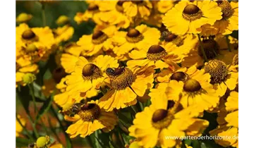 Gartenbaumschule Becker