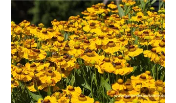 Gartenbaumschule Becker