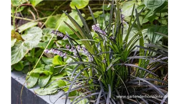 Gartenbaumschule Becker