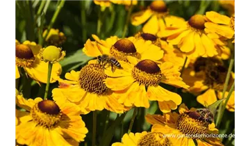 Gartenbaumschule Becker