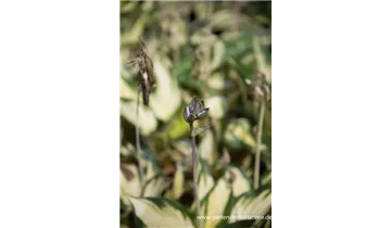 Gartenbaumschule Becker