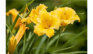 Gartenbaumschule Becker