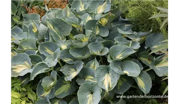 Gartenbaumschule Becker