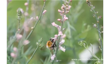 Gartenbaumschule Becker
