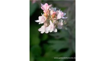 Gartenbaumschule Becker