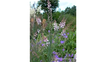 Gartenbaumschule Becker