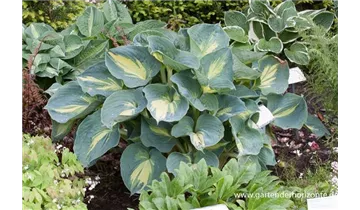 Gartenbaumschule Becker