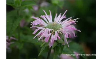 Gartenbaumschule Becker
