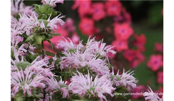 Gartenbaumschule Becker