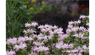 Gartenbaumschule Becker