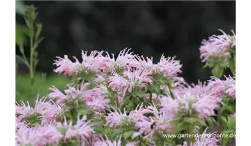 Gartenbaumschule Becker