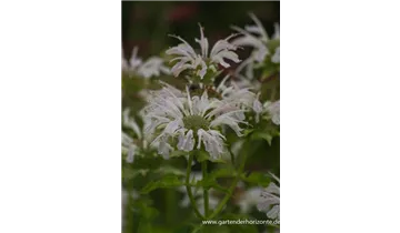 Gartenbaumschule Becker