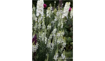 Gartenbaumschule Becker