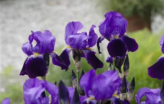 Zwergige Garten-Schwertlilie 'Hamburger Nacht' Zwergige Garten-Schwertlilie 'Hamburger Nacht'