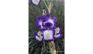 Gartenbaumschule Becker