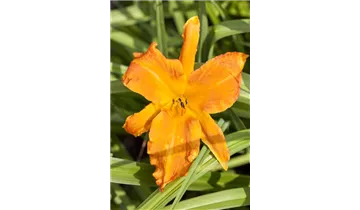 Gartenbaumschule Becker