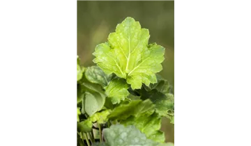 Gartenbaumschule Becker