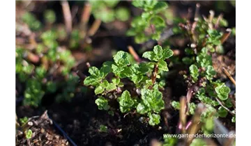 Gartenbaumschule Becker