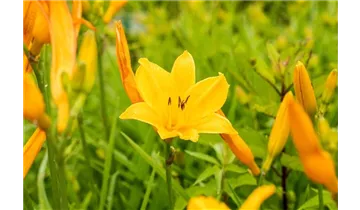 Gartenbaumschule Becker