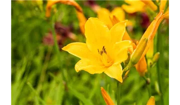 Gartenbaumschule Becker