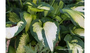 Gartenbaumschule Becker