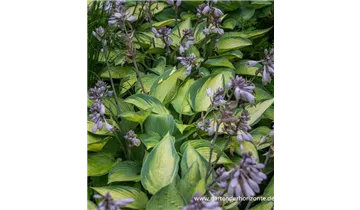 Gartenbaumschule Becker