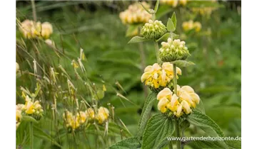 Gartenbaumschule Becker
