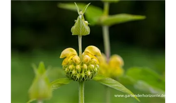 Gartenbaumschule Becker