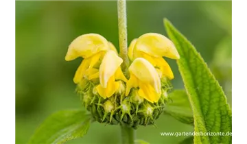 Gartenbaumschule Becker