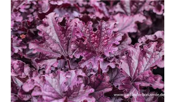 Gartenbaumschule Becker