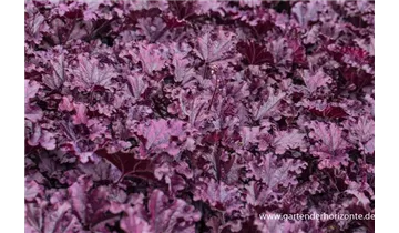 Gartenbaumschule Becker